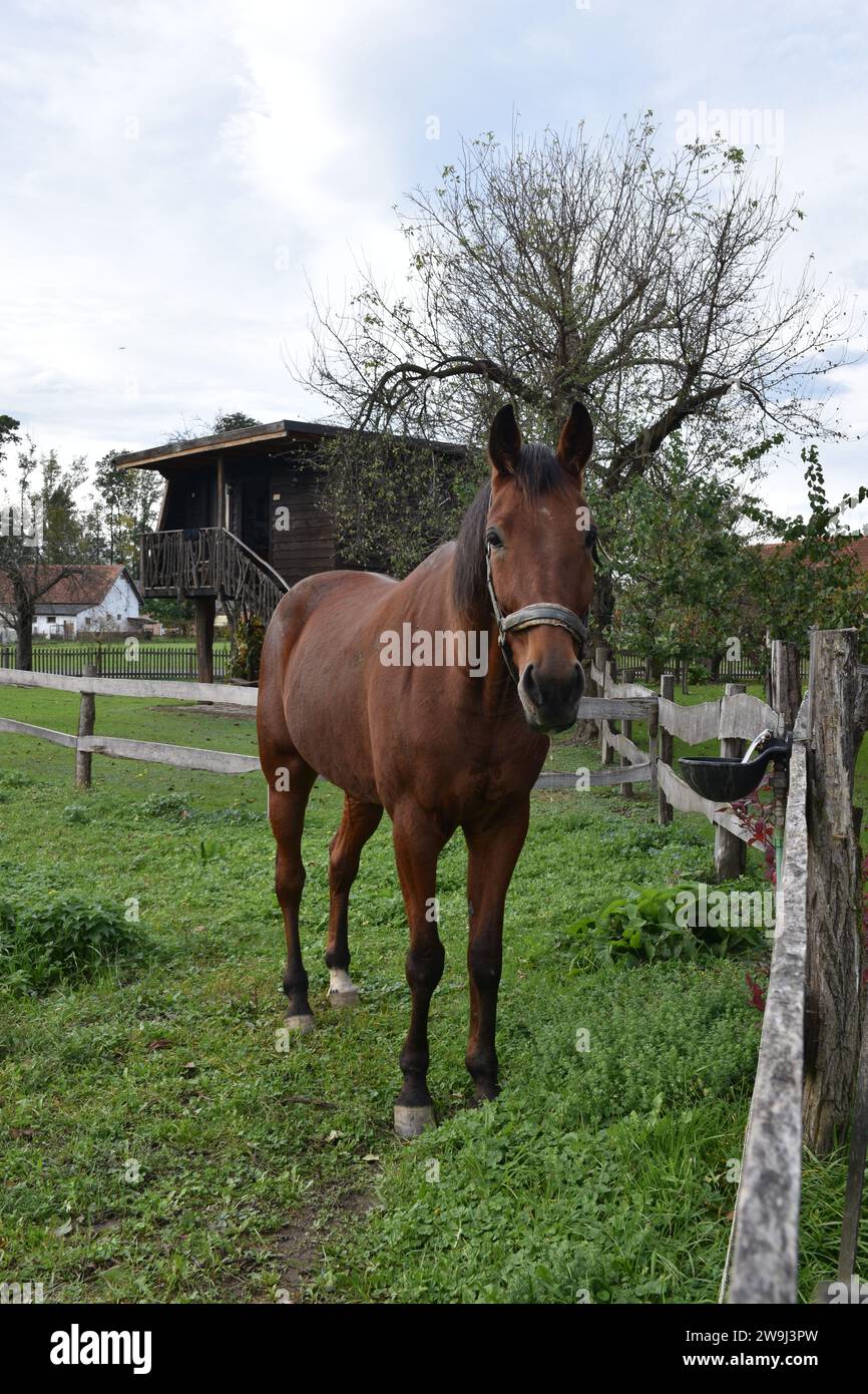 Maestoso ed elegante cavallo marrone Foto Stock