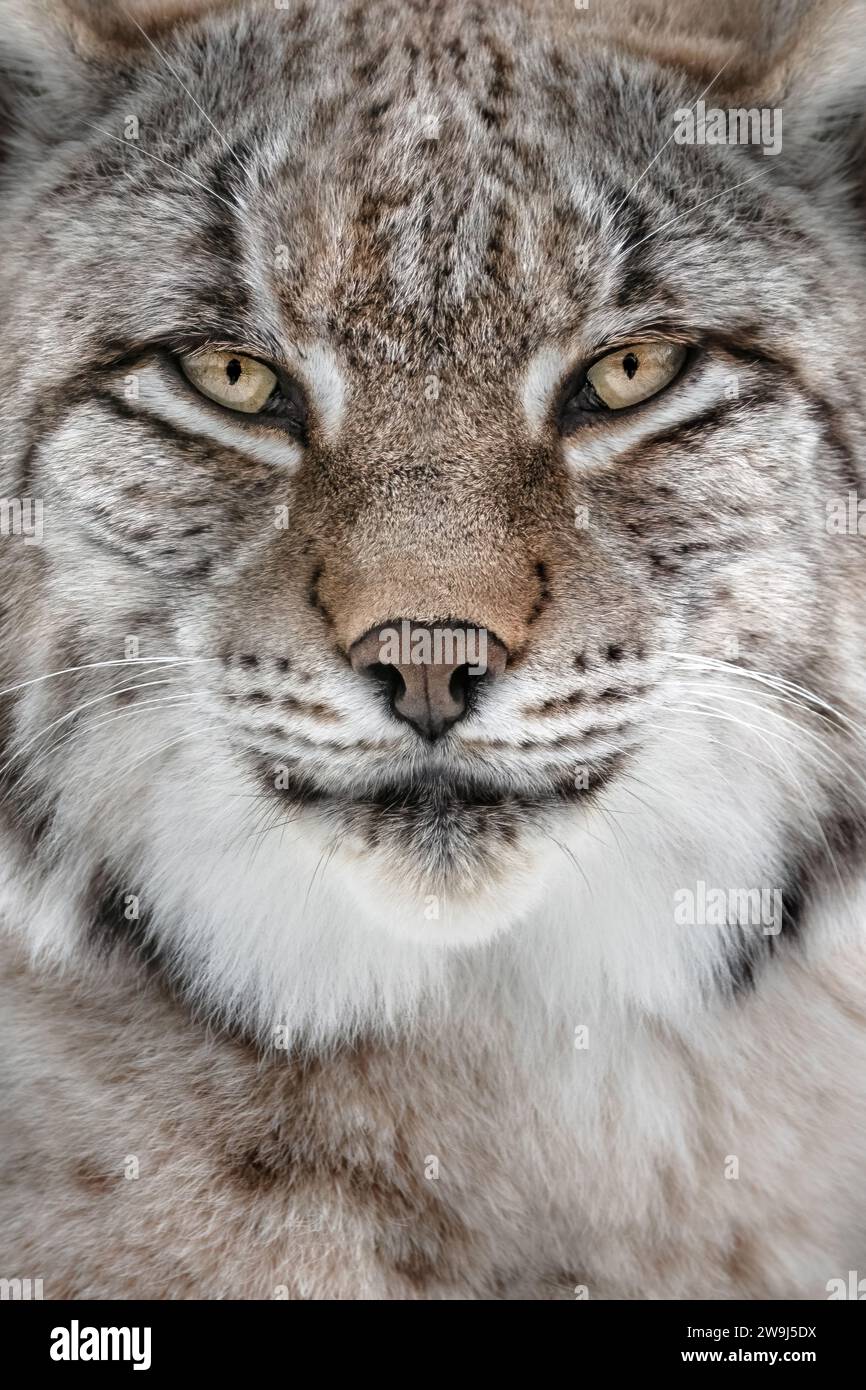 Un primo piano di una lince che guarda la fotocamera, portait, full frame, verticale Foto Stock