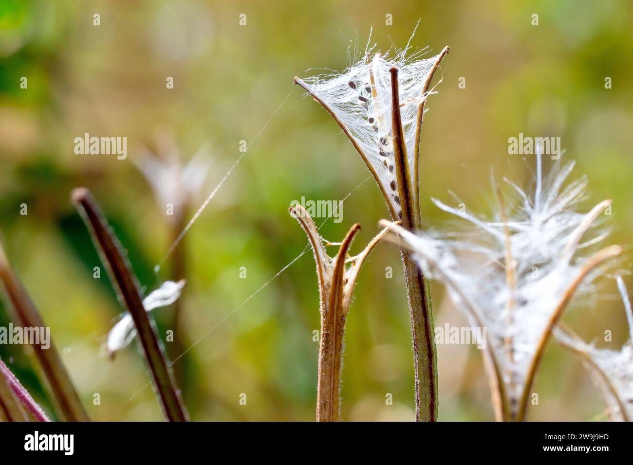 Grande Willowhere (epilobium hirsutum), primo piano che mostra i lunghi e sottili podi di semi della pianta mentre si aprono per rilasciare i semi all'interno. Foto Stock