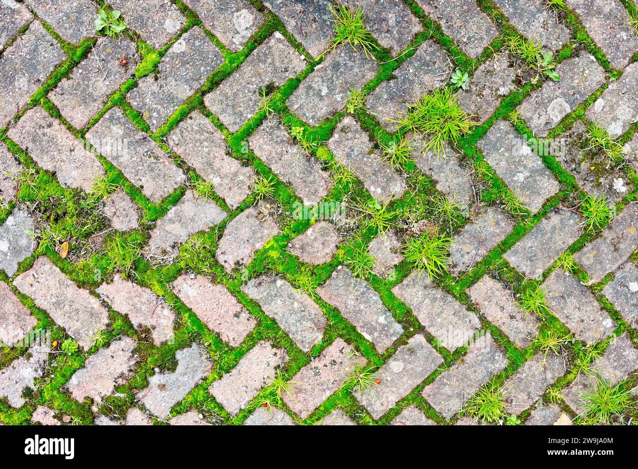 Primo piano di un'ampia sezione di pavimentazione monoblocco lasciata incustodita per un certo periodo di tempo con muschi ed erba che crescono tra le crepe tra i mattoni Foto Stock