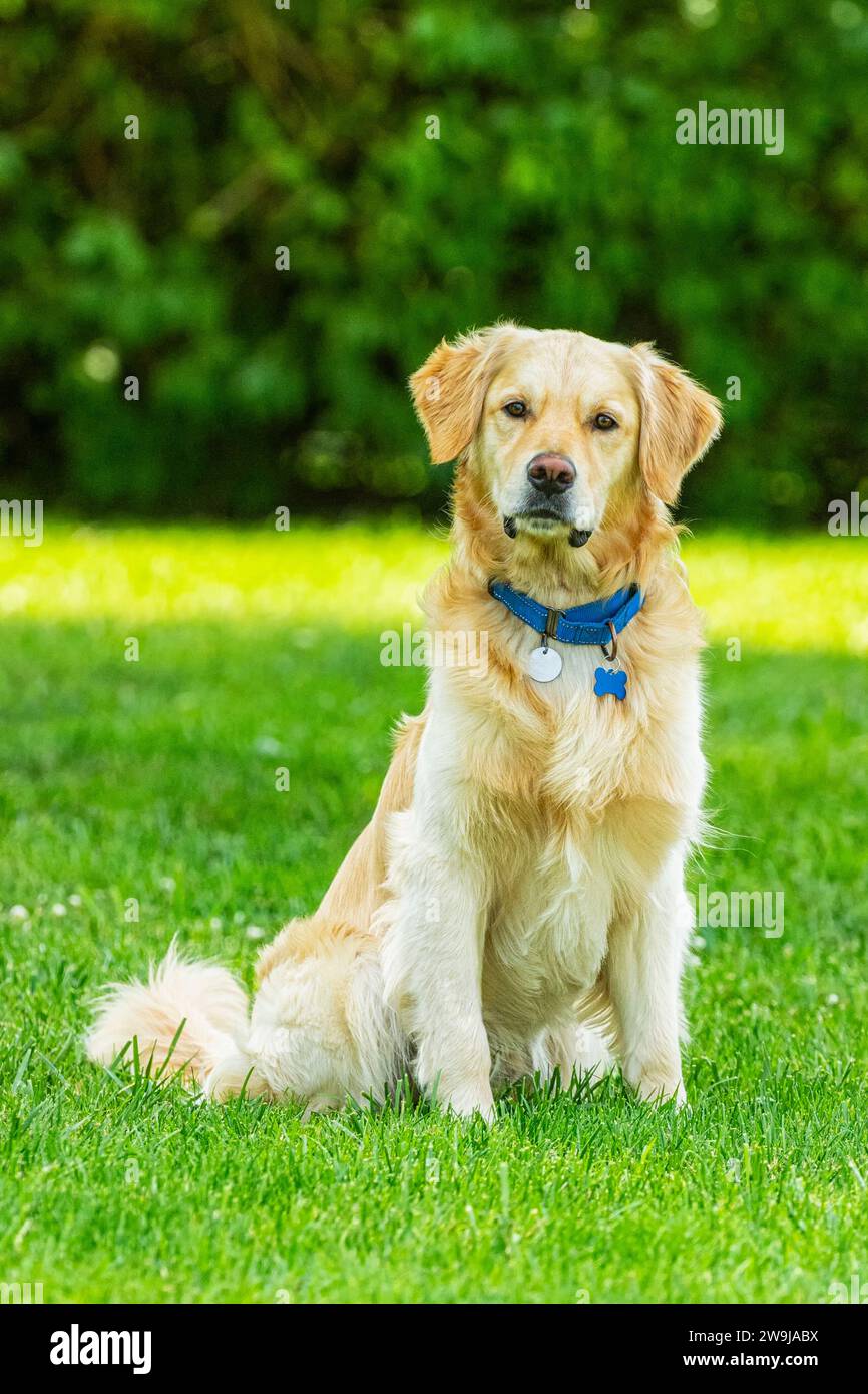Un curioso Golden Retriever di 3 anni con la testa inclinata, seduto nell'erba. E' un cane di salvataggio che si sta godendo il suo nuovo giardino per sempre. Foto Stock