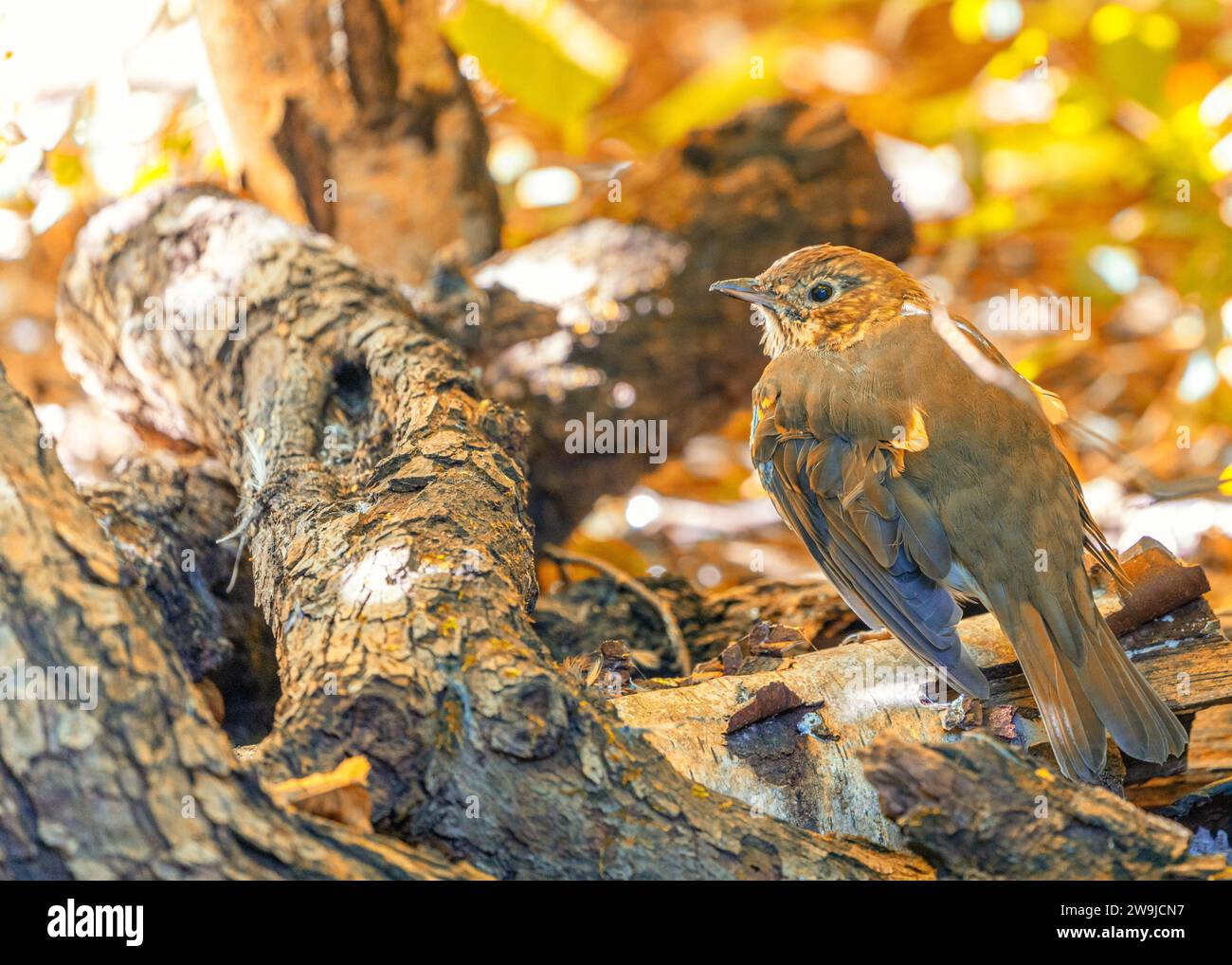 Il Song Thrush (Turdus philomelos) di Dublino, Irlanda, è un songbird melodico europeo noto per le sue melodie accattivanti. Foto Stock