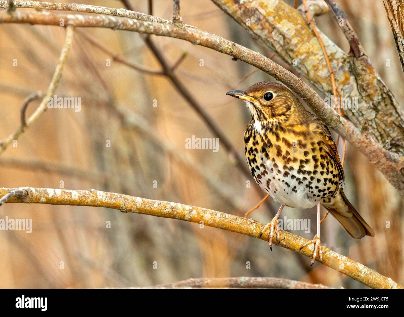 Il Song Thrush (Turdus philomelos) di Dublino, Irlanda, è un songbird melodico europeo noto per le sue melodie accattivanti. Foto Stock