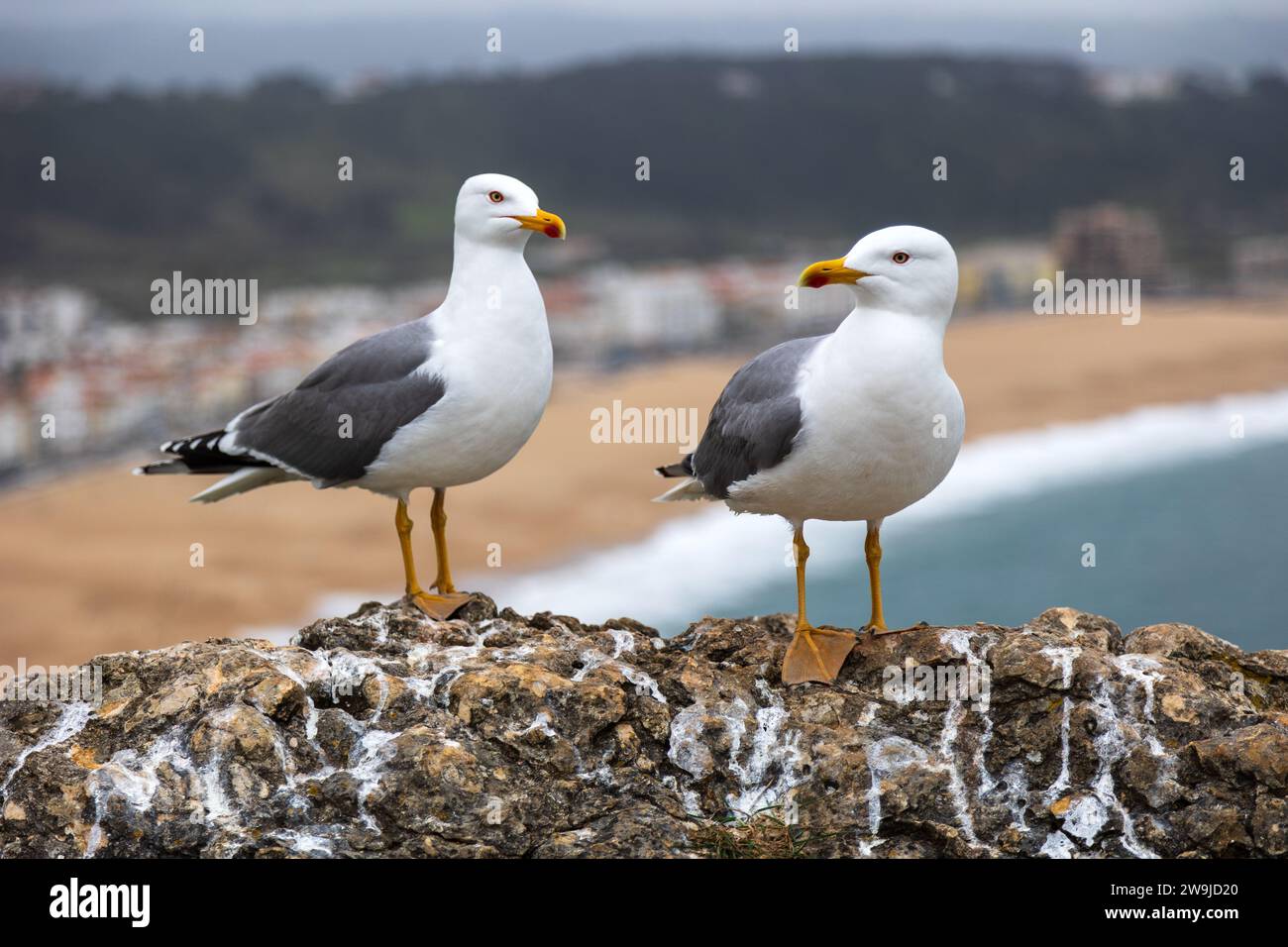 Gabbiano reale a Nazarè in Portogallo Foto Stock