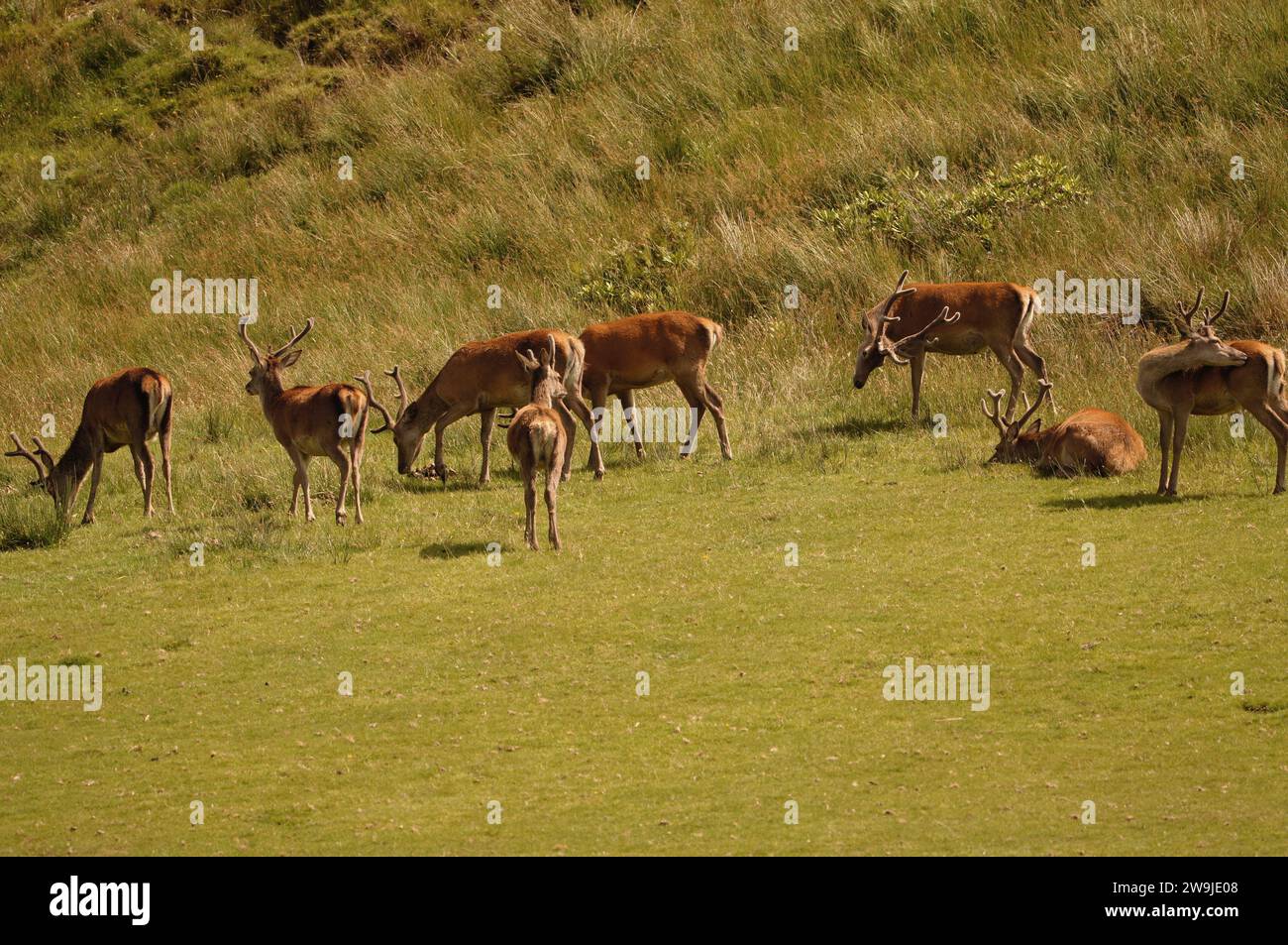Cervo rosso (Cervus elaphus) sull'isola del Giura, un'isola interna delle Ebridi in Scozia, Regno Unito Foto Stock