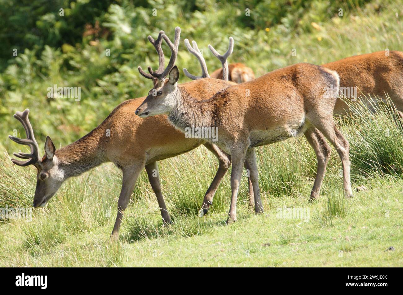 Cervo rosso (Cervus elaphus) sull'isola del Giura, un'isola interna delle Ebridi in Scozia, Regno Unito Foto Stock