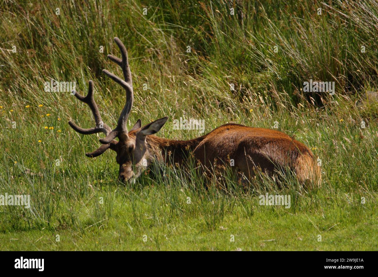 Cervo rosso (Cervus elaphus) sull'isola del Giura, un'isola interna delle Ebridi in Scozia, Regno Unito Foto Stock