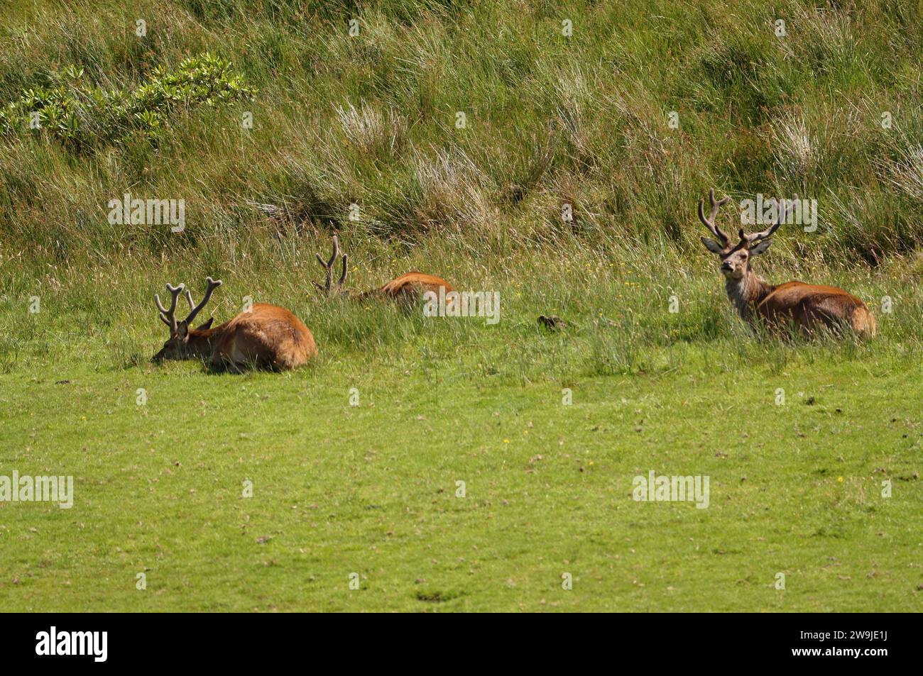 Cervo rosso (Cervus elaphus) sull'isola del Giura, un'isola interna delle Ebridi in Scozia, Regno Unito Foto Stock