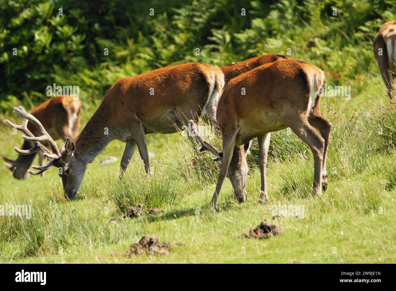 Cervo rosso (Cervus elaphus) sull'isola del Giura, un'isola interna delle Ebridi in Scozia, Regno Unito Foto Stock