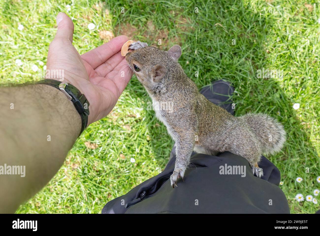 Uno scoiattolo grigio (Sciurus carolinensis) che sale alla gamba del fotografo e gli prende una mandorla dalla mano Foto Stock