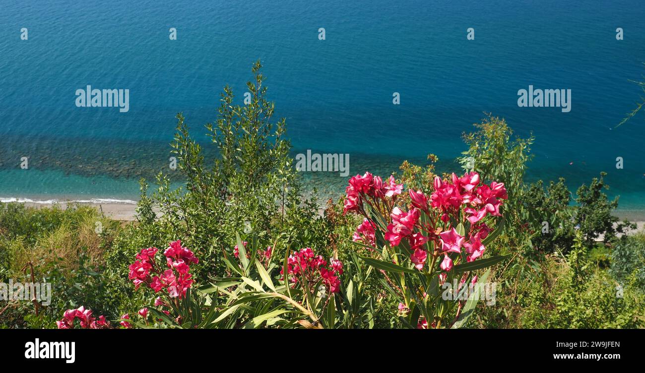 Fiori di Oleandro rosa, mare blu e spiaggia vista dalla collina di Piraino Sicilia Italia Foto Stock