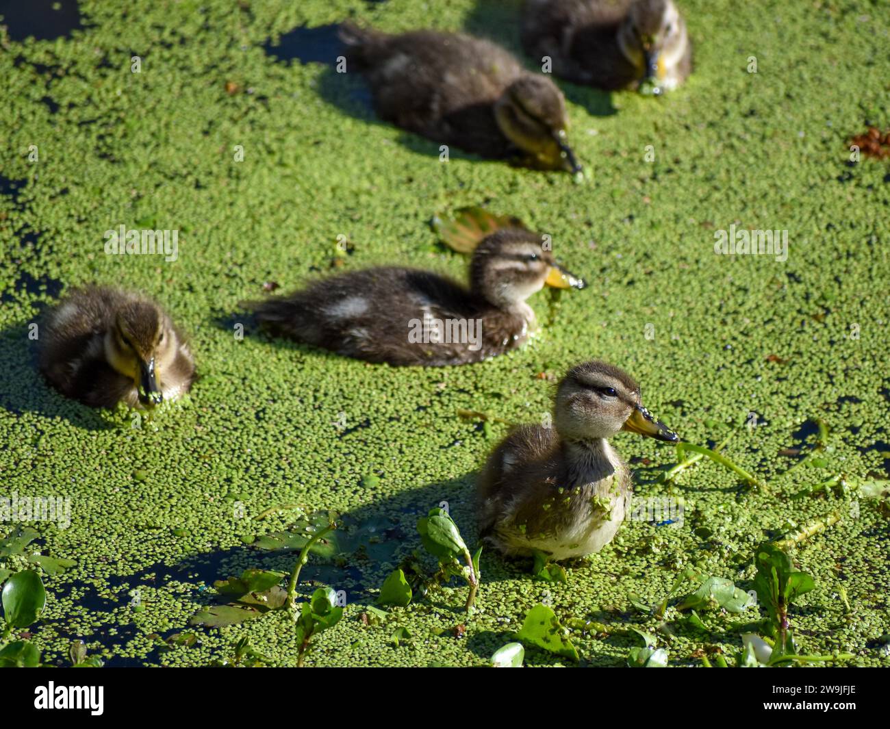 Pulcini di anatre a testa bruna (Anas flavirostris) nella Reserva Ecologica Costanera Norte, Buenos Aires, Argentina Foto Stock