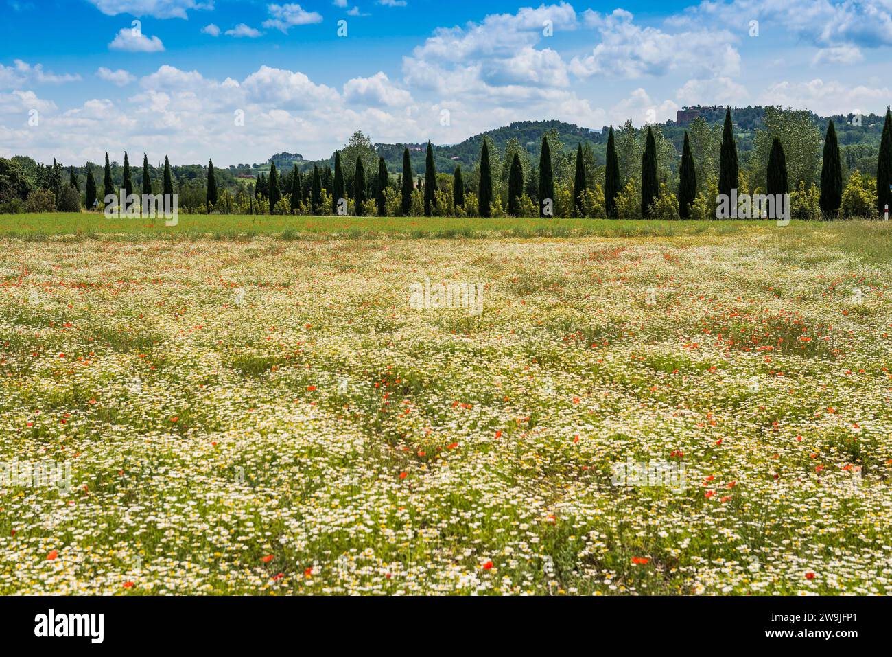 Prato di fiori, vicino a Roussillon, Departement Vaucluse, Provenza, Alpi-Costa Azzurra, Francia Foto Stock