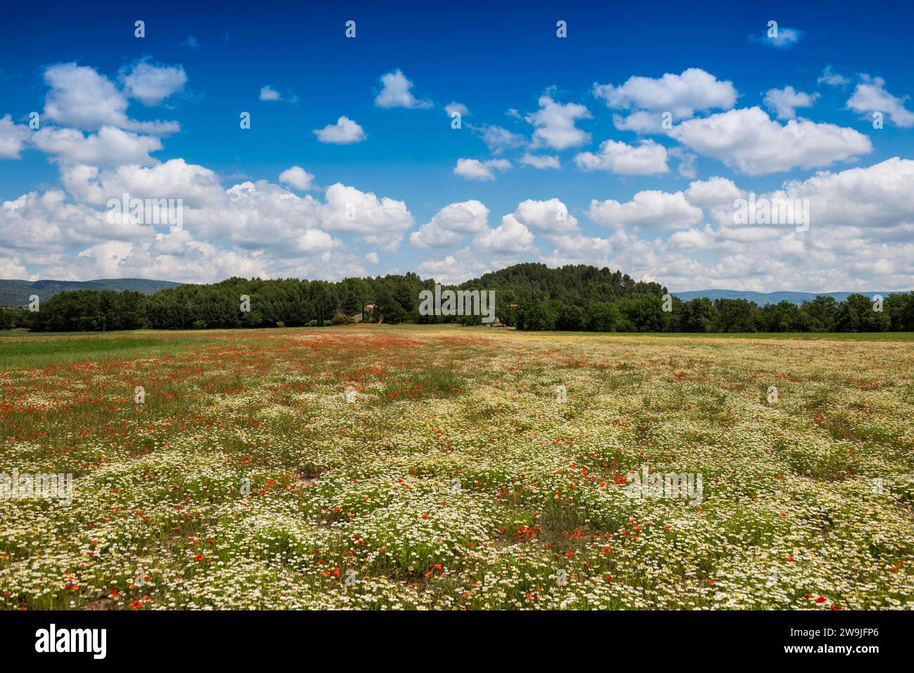 Prato di fiori, vicino a Roussillon, Departement Vaucluse, Provenza, Alpi-Costa Azzurra, Francia Foto Stock