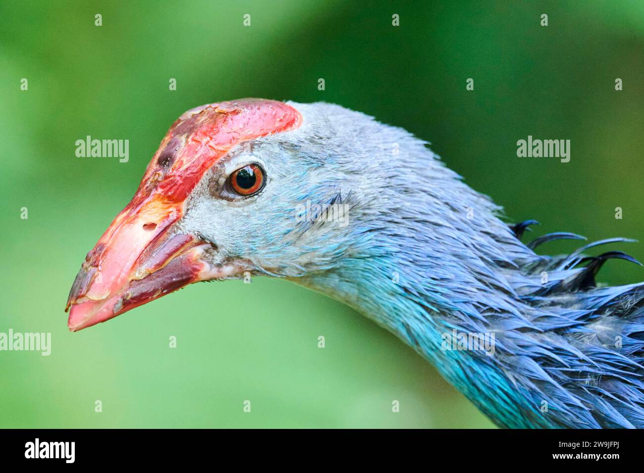 Vergine occidentale (Porphyrio porphyrio), ritratto, Baviera, Germania Foto Stock