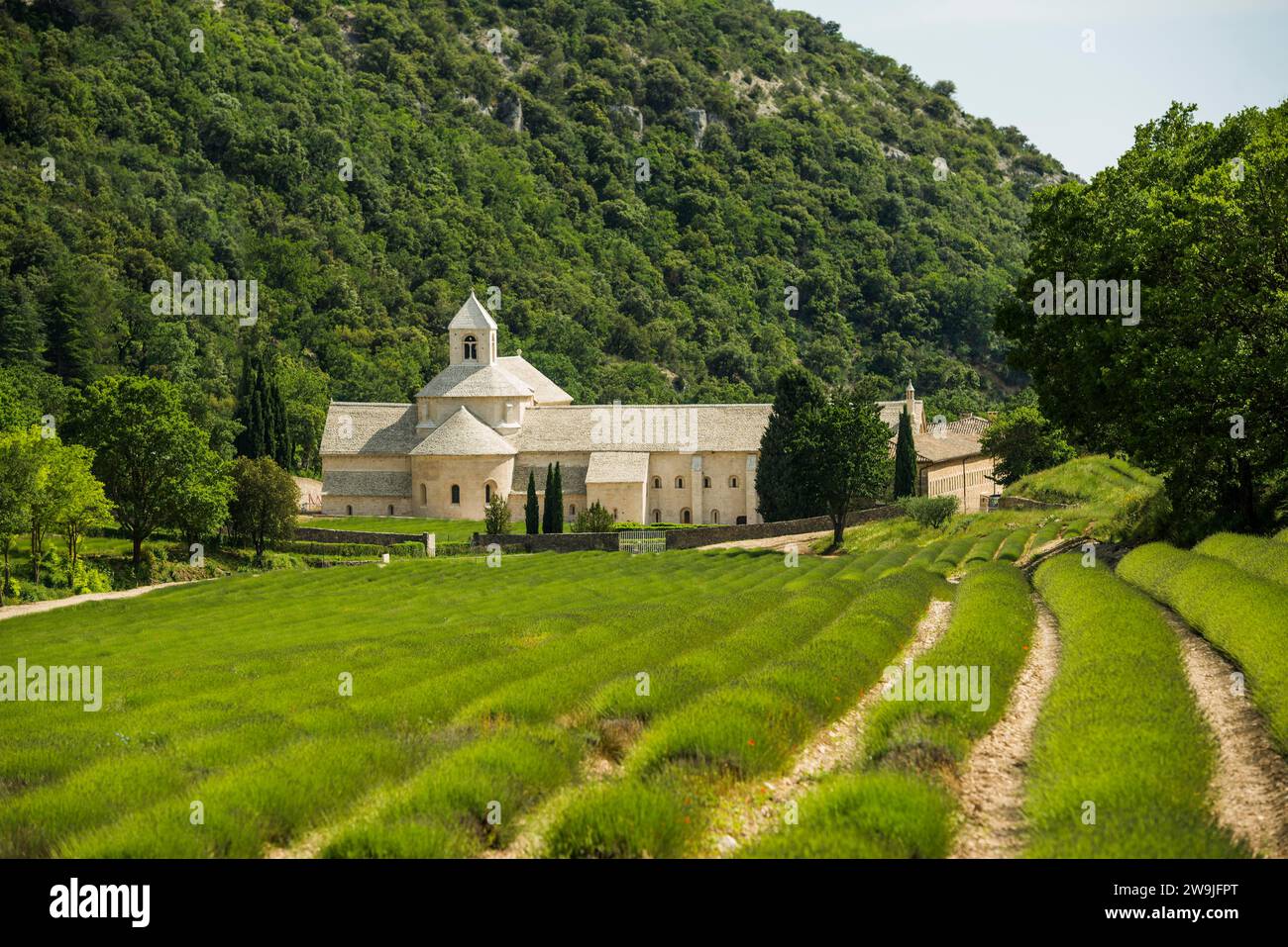 Prato di fiori, vicino a Roussillon, Departement Vaucluse, Provenza, Alpi-Costa Azzurra, Francia Foto Stock