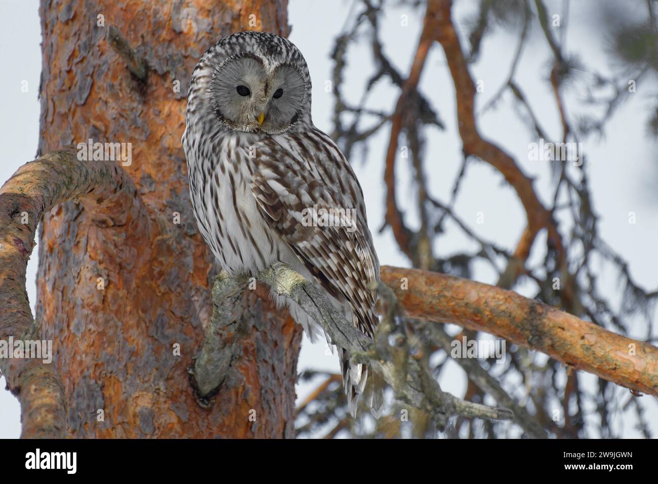 Gufo urale (Strix uralensis), seduto su un ramo, guardando in basso, tronco di alberi dietro, Finlandia settentrionale, Finlandia Foto Stock