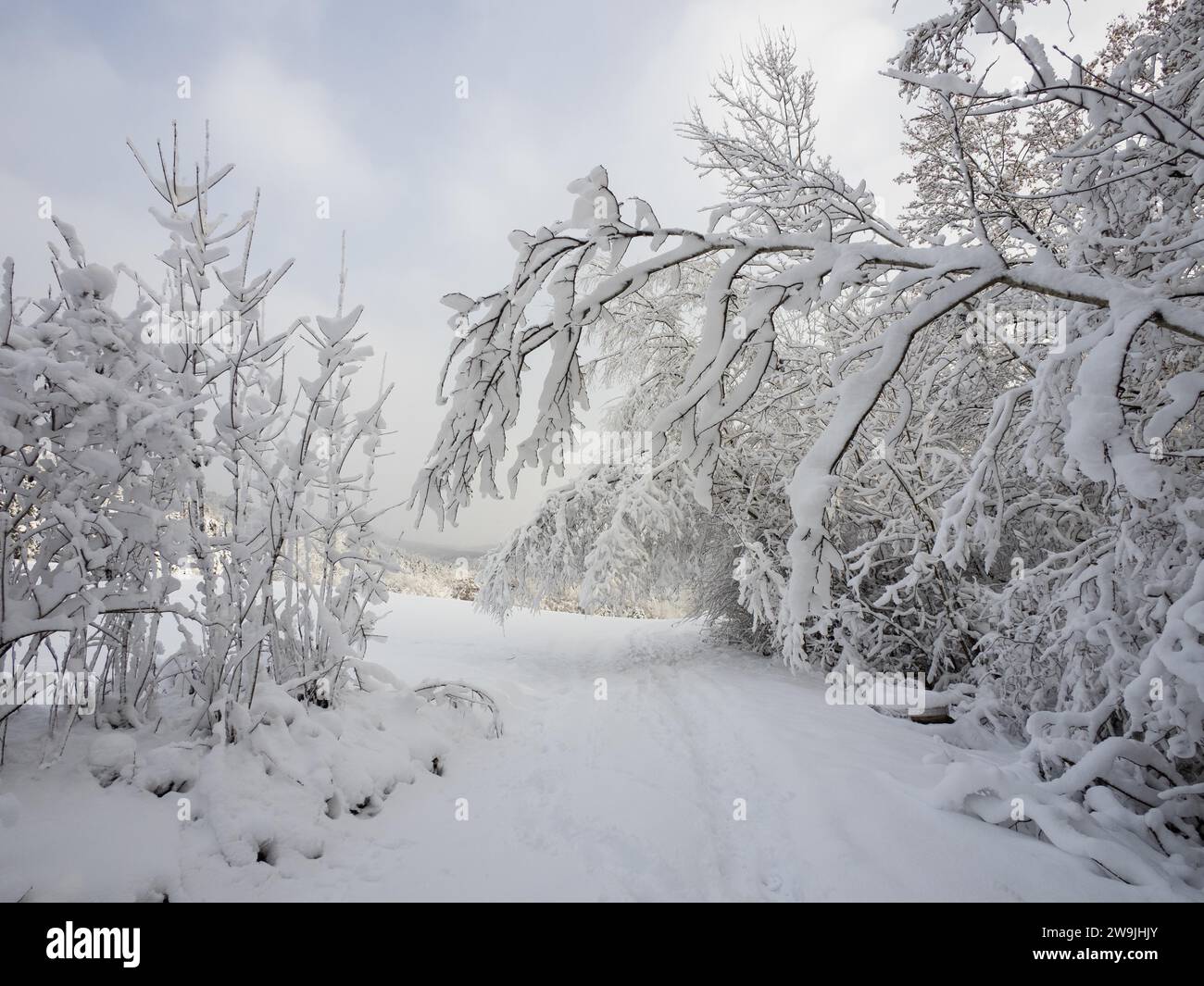 Atmosfera invernale, neve fresca, alberi innevati, Leoben, Stiria, Austria Foto Stock