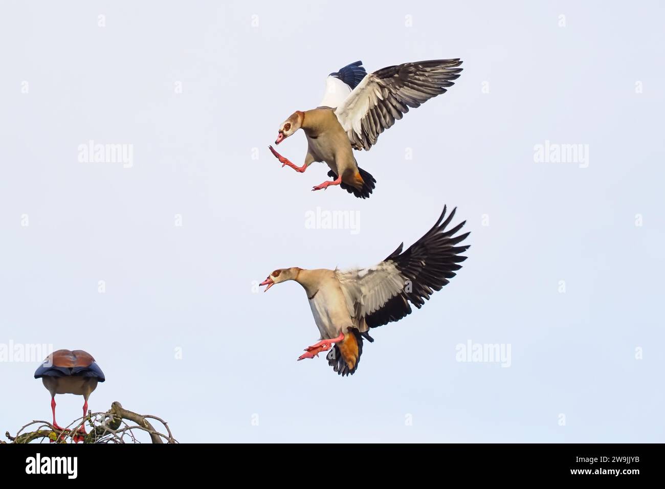 Combattimento aereo di due oca egiziane (Alopochen aegyptiacus), Assia, Germania Foto Stock