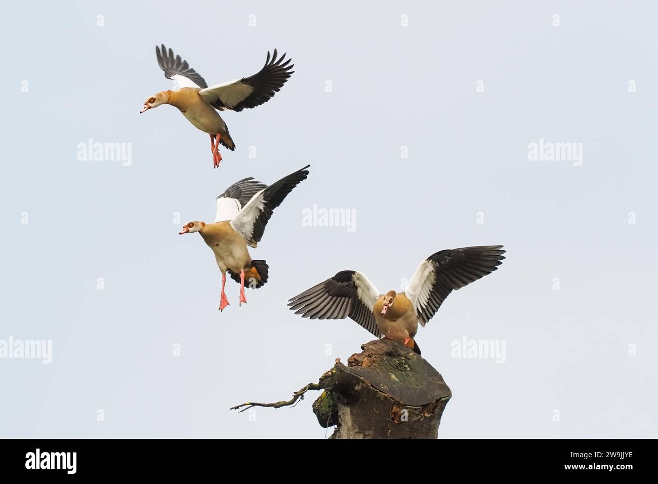 Oche egiziane (Alopochen aegyptiacus), comportamento territoriale, Assia, Germania Foto Stock