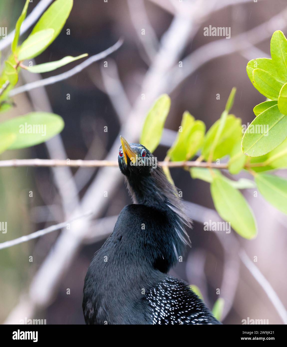 Anhinga male Portrait Foto Stock