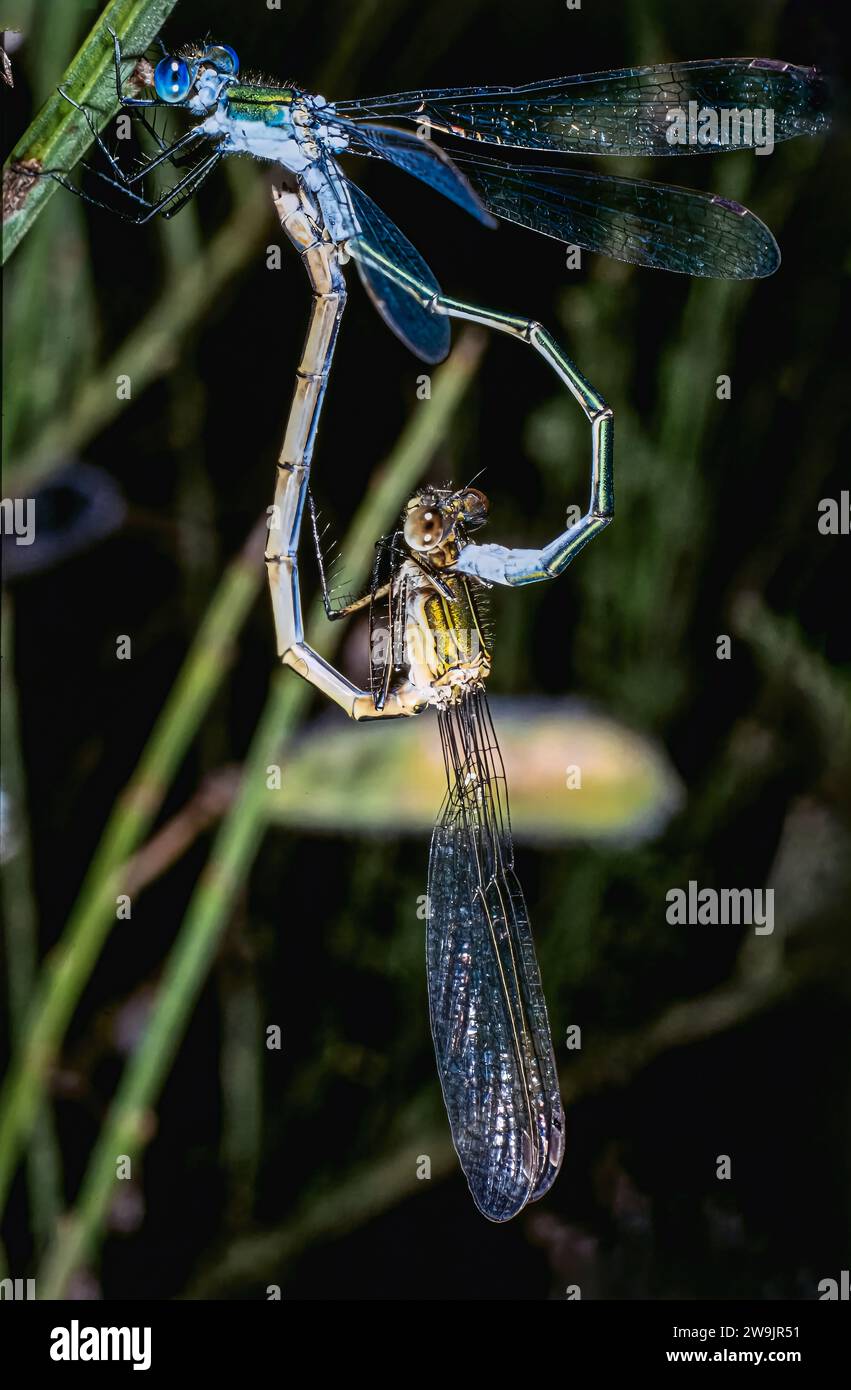 Damselfly con zampe bianche o piuma blu (pennipes Platycnemis) Foto Stock