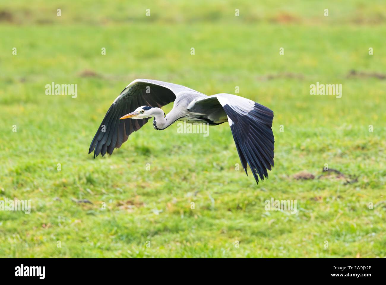 Ritratto di un Heron grigio osservante a volo basso, Ardea cinerea, su un prato verde e tenendo gli occhi in contatto mentre passa Foto Stock