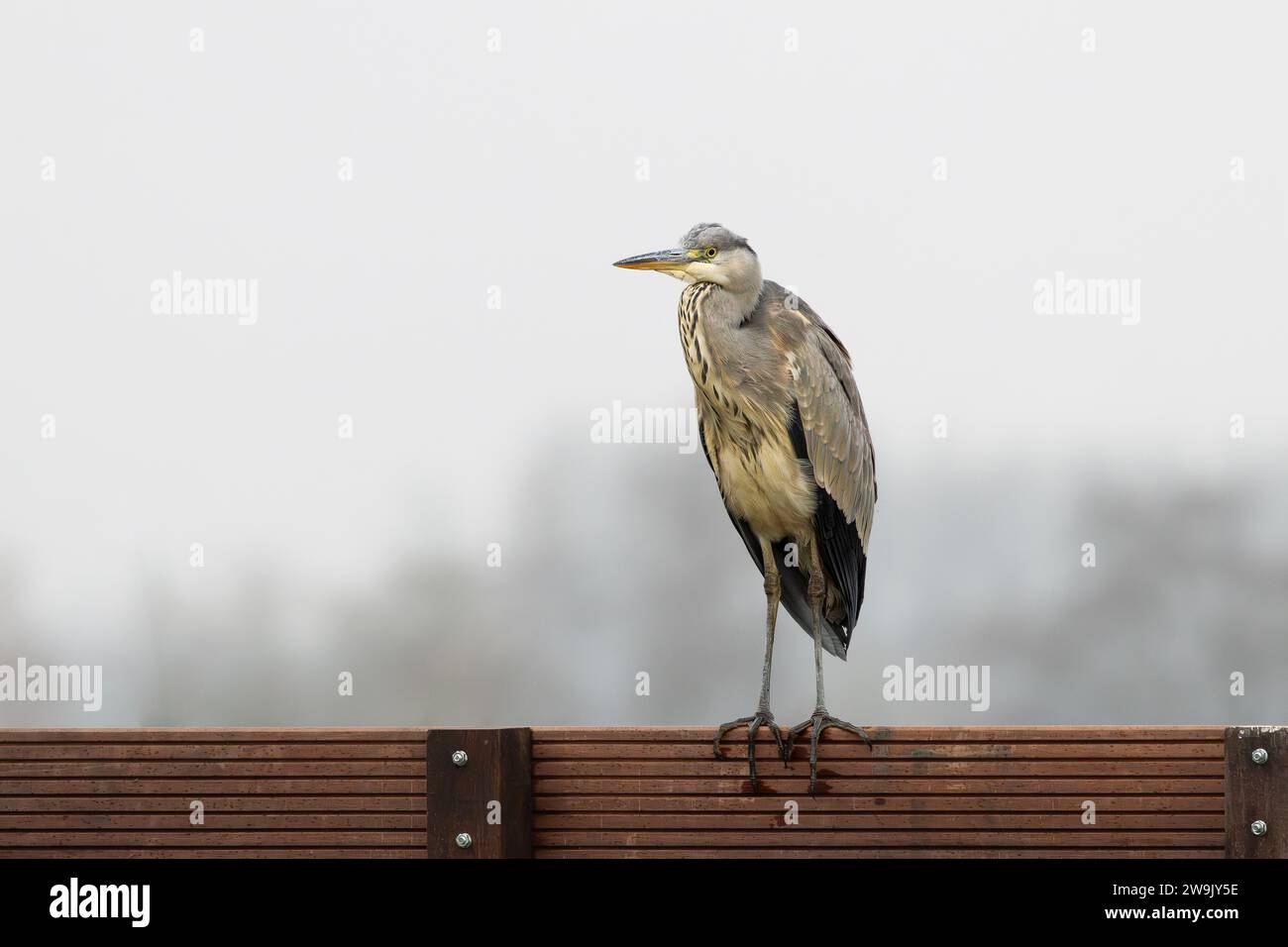 Bellissimo ritratto di un osservante con contatto visivo Gray Heron, Ardea cinerea, in piedi su una recinzione di legno su sfondo sfocato Foto Stock