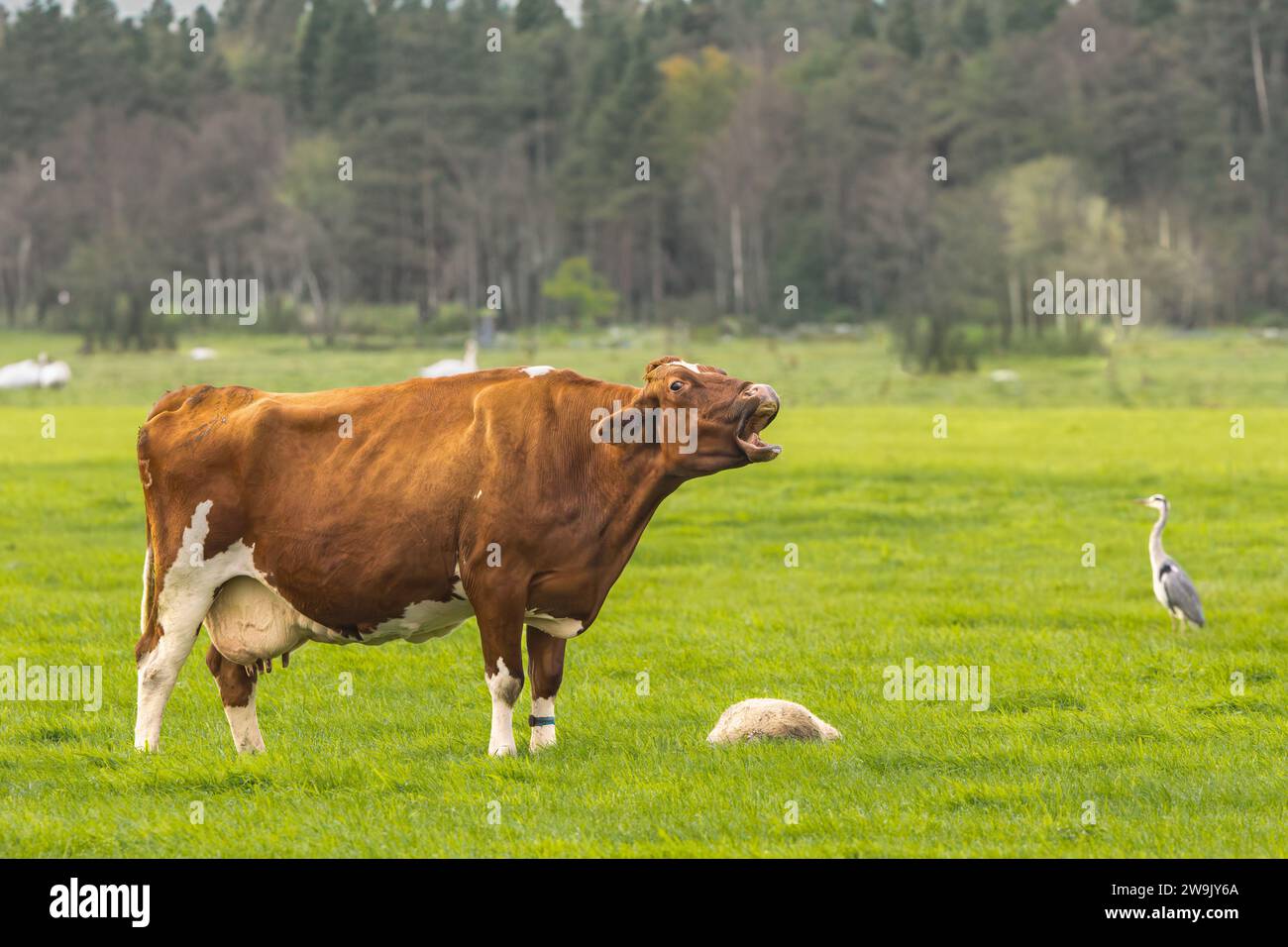 Mucca da latte marrone in un prato verde nella zona di erbaccia olandese la "Groene Hart" sta silenziosamente arando vicino a una pecora morta mentre si trova sullo sfondo Foto Stock