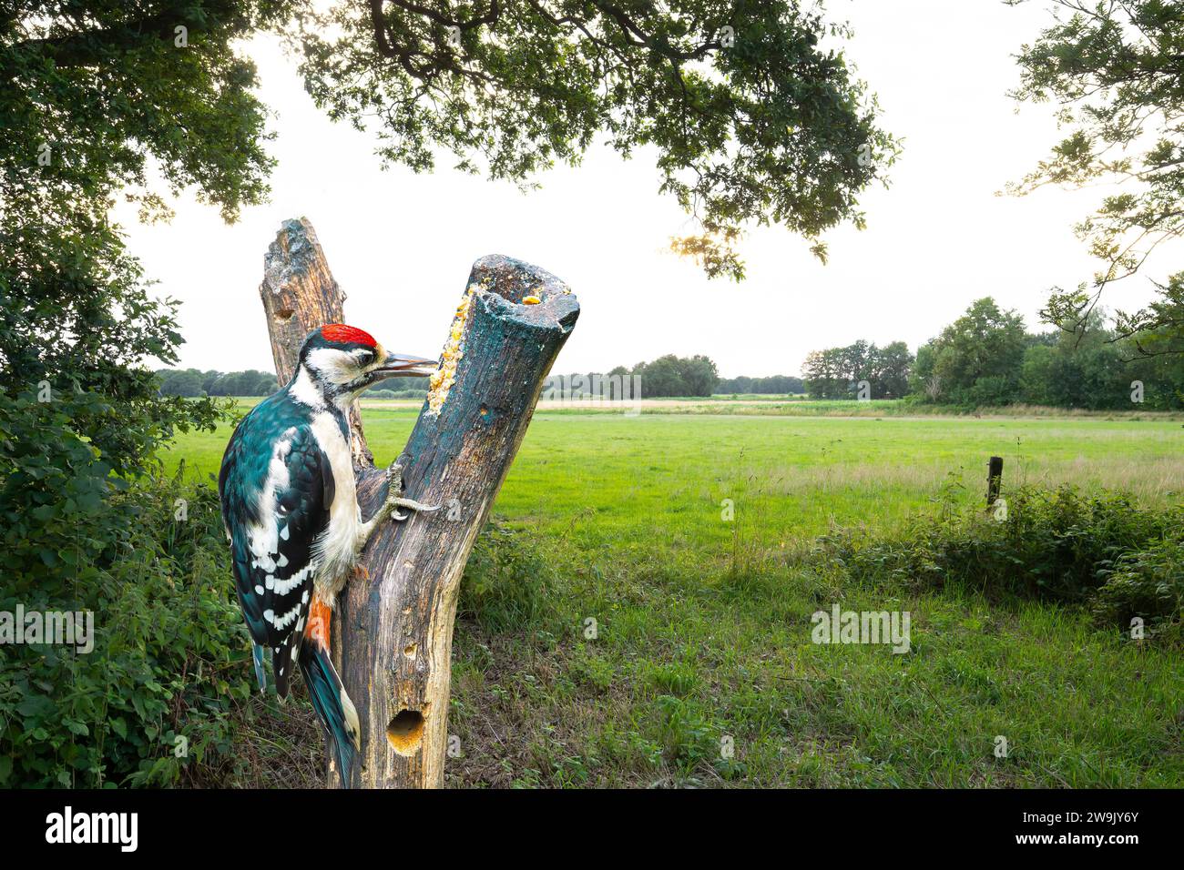Ritratto del grande picchio maculato, Dendrocopos Major, che raccoglie su un tronco di alberi arricchito di sostanze nutritive sullo sfondo rurale con prati e foreste Foto Stock