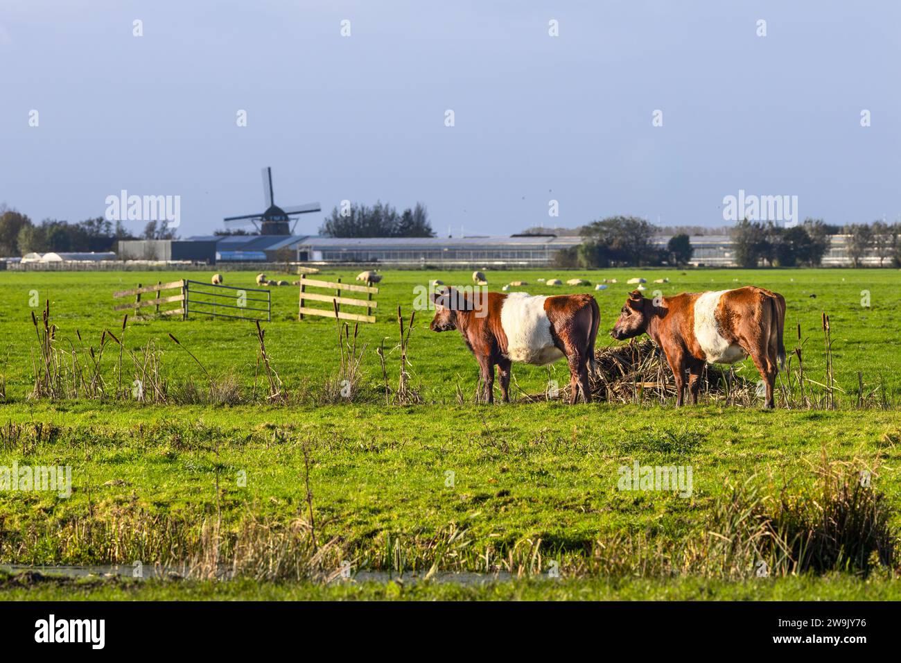 Paesaggio olandese di polder con prato verde in cui una mandria di vacche Lakenvelder rosso-marrone con banda bianca al centro su uno skyline di sfondo Foto Stock