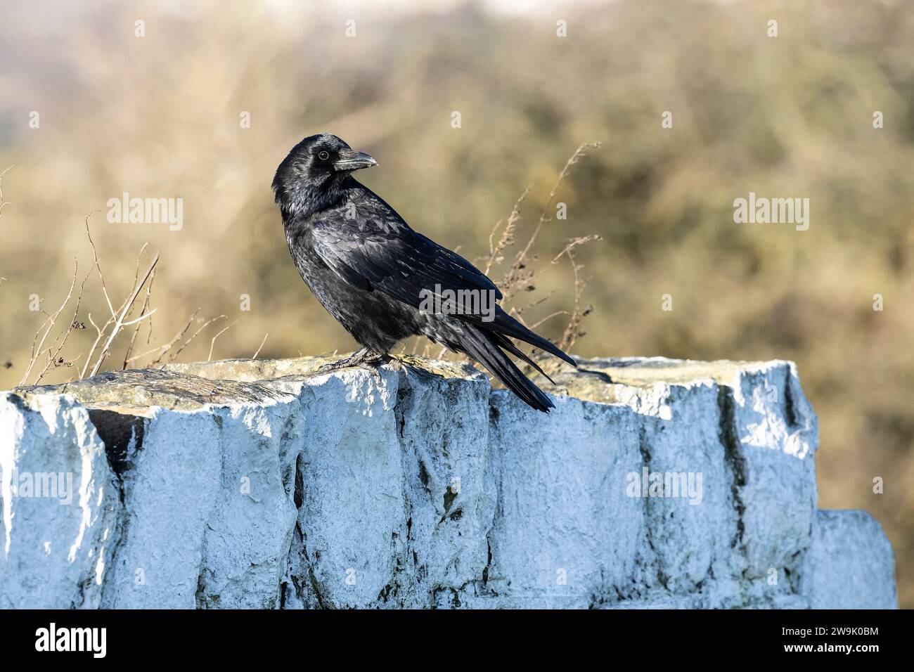 Carrion Crow corvus corone con testa girata appollaiata su un muro di pietra imbiancato Foto Stock