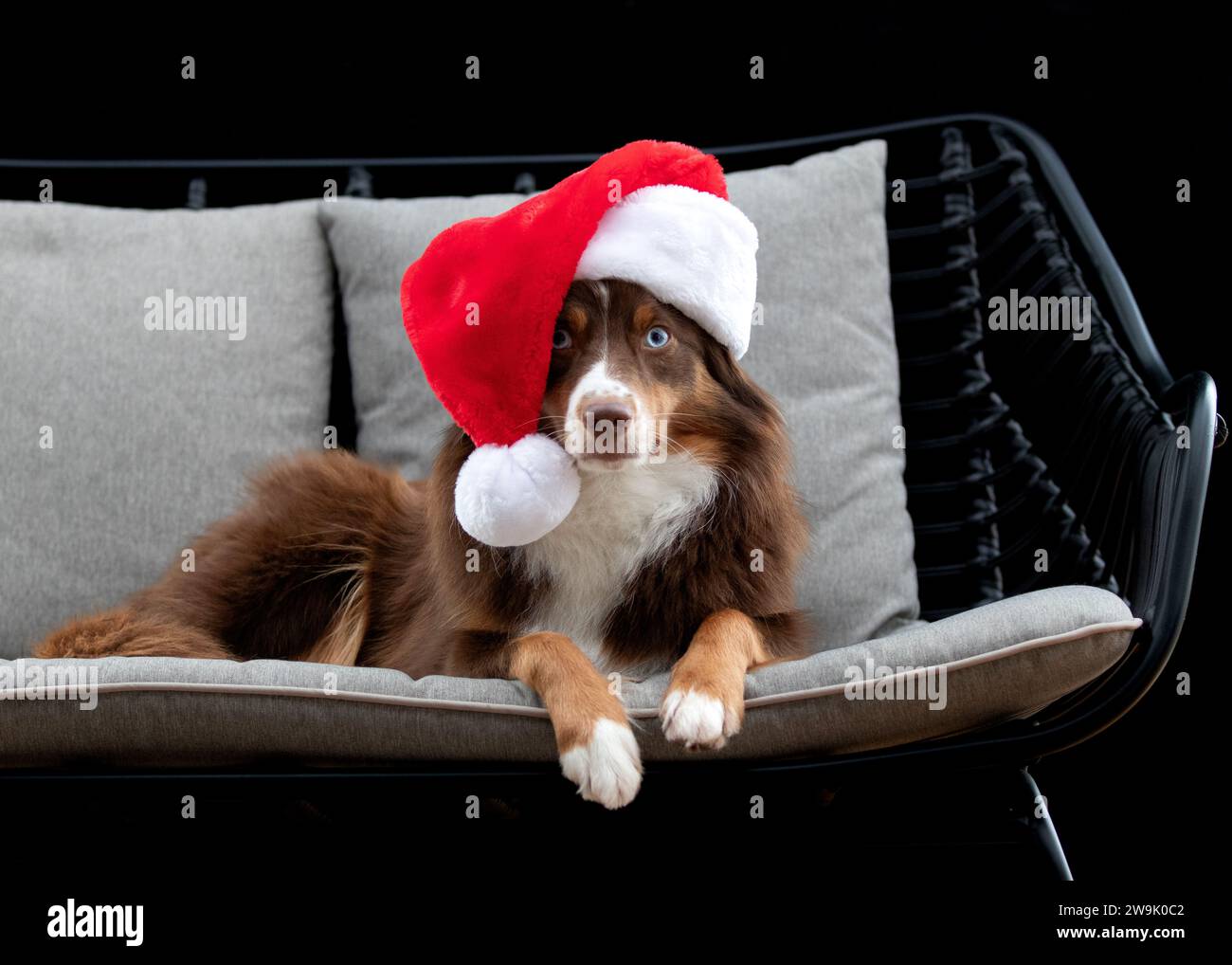 Cane marrone tra le foglie autunnali Foto Stock