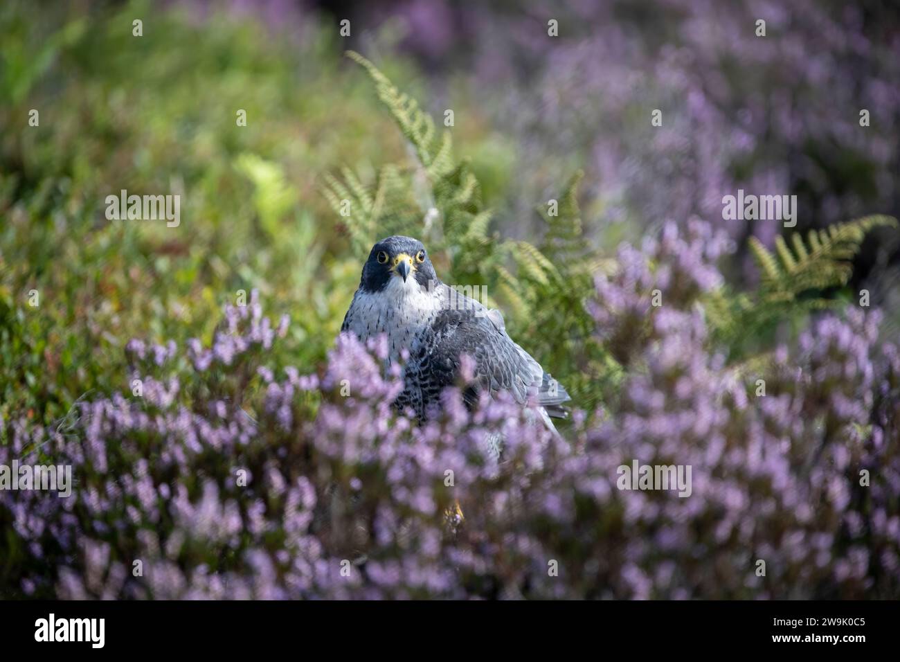 Falco peregrinus, famoso per la sua forte capacità di caccia e velocità, sull'erica fiorita e preso in condizioni controllate Foto Stock