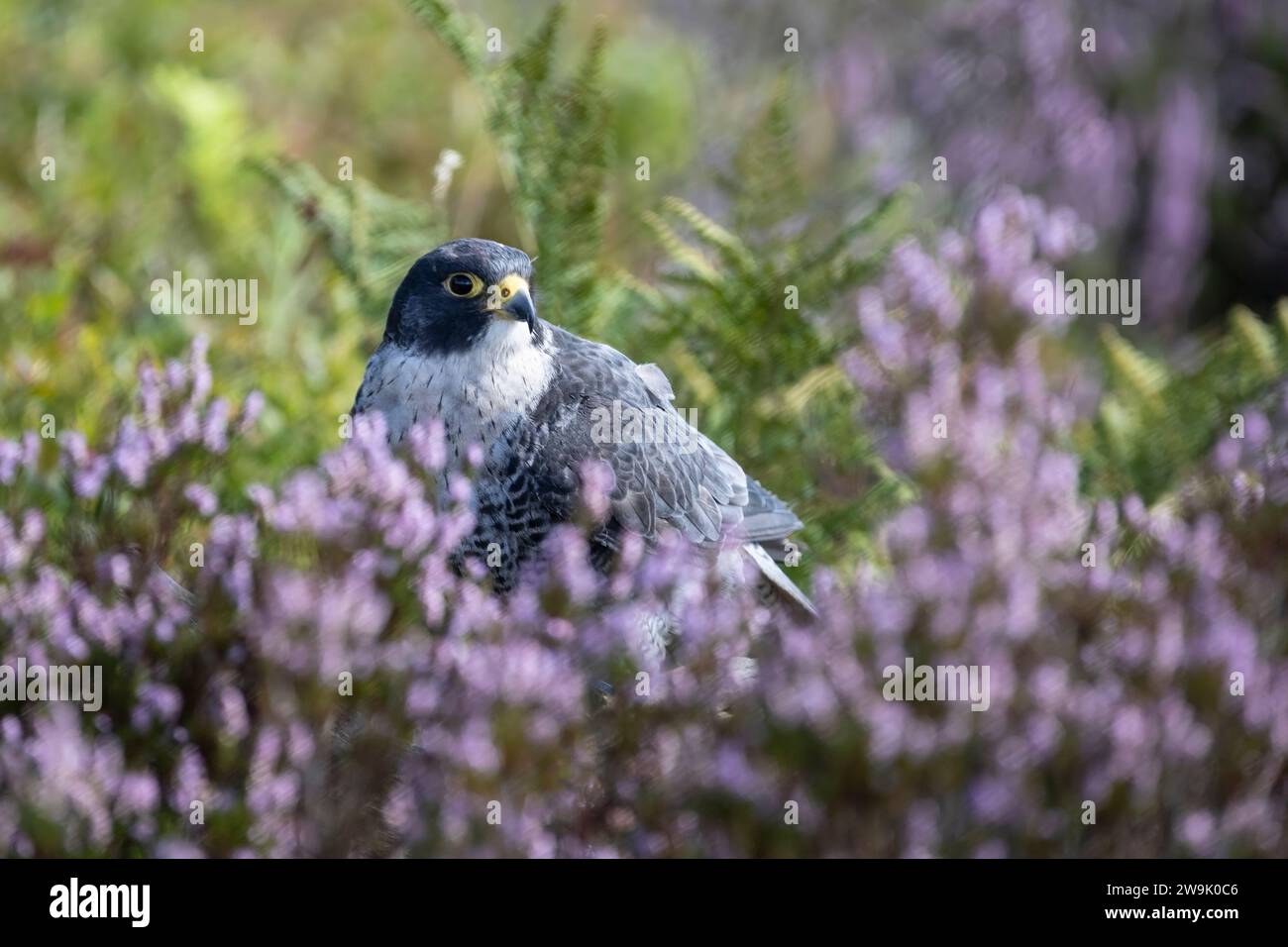 Falco peregrinus, famoso per la sua forte capacità di caccia e velocità, sull'erica fiorita e preso in condizioni controllate Foto Stock