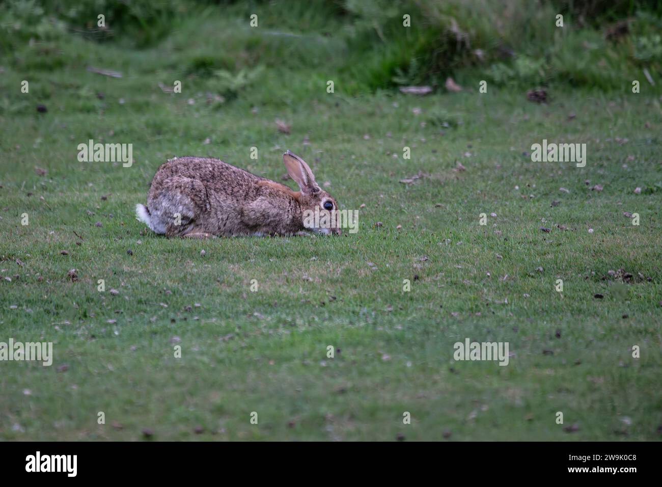Singolo coniglio selvatico adulto Oryctolagus cuniculus di profilo Foto Stock