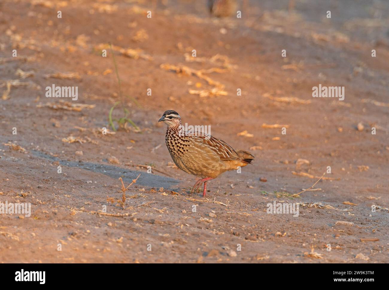 Una francolina crestata (Ortygornis sephaena) alla ricerca di cibo nel Parco Nazionale del Chobe in Botswana Foto Stock