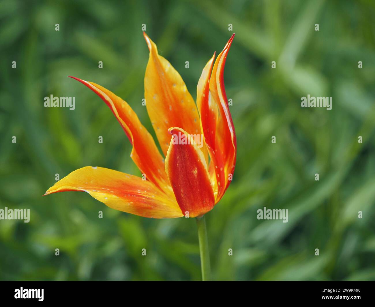 petali rossi e gialli luminosi di tulipani ornamentali coltivati in un letto di fiori in contrasto con il verde del fogliame di fondo Foto Stock