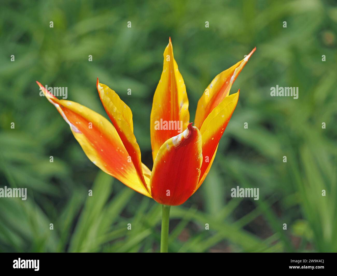 petali rossi e gialli luminosi di tulipani ornamentali coltivati in un letto di fiori in contrasto con il verde del fogliame di fondo Foto Stock