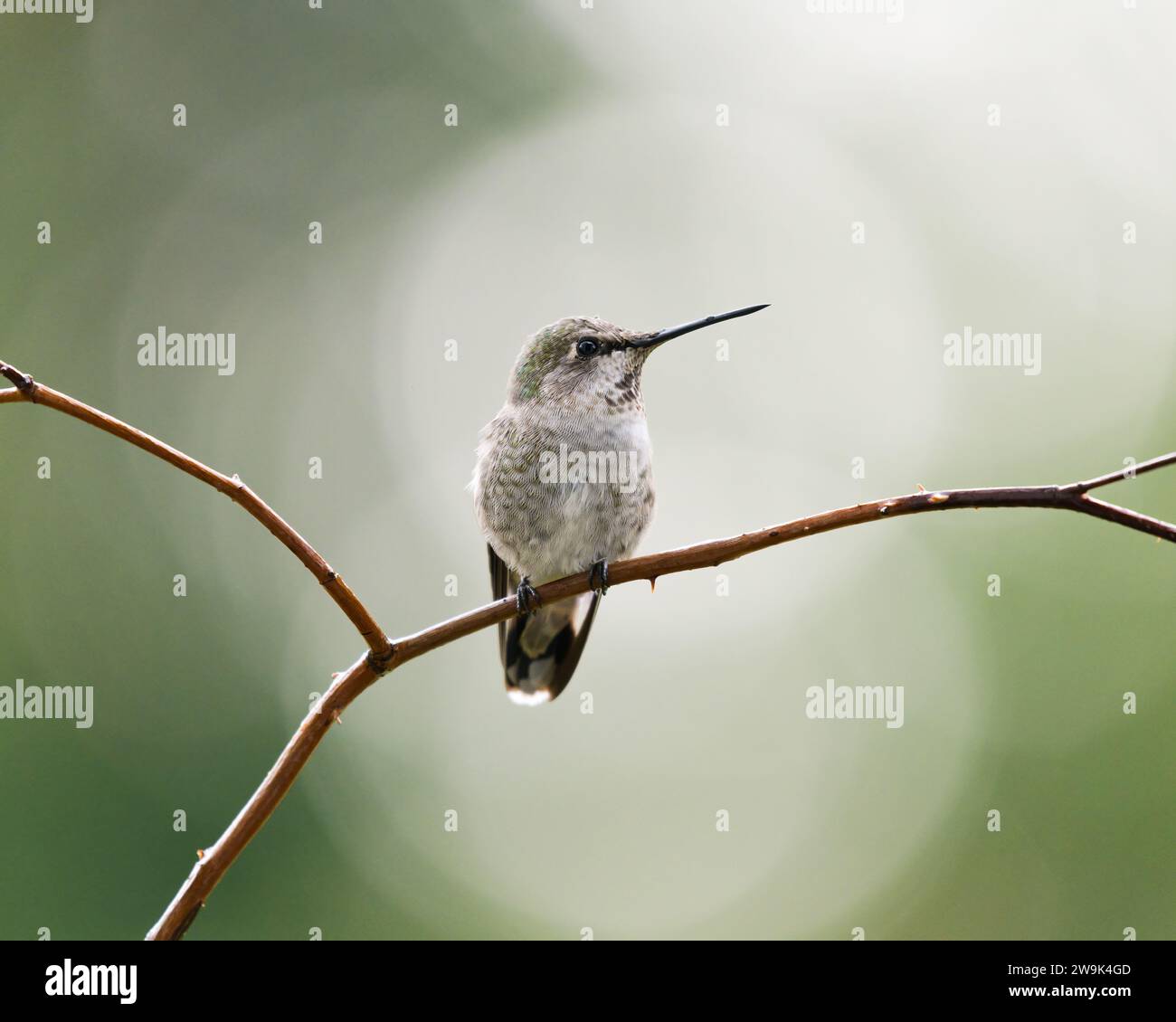 Colibrì Annas selvatico su un persico con sfondo verde bokeh Foto Stock