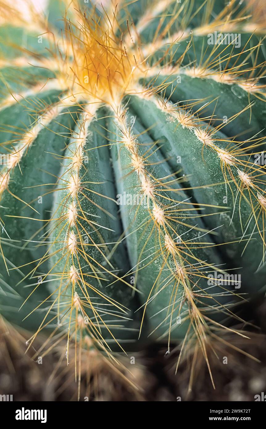 Cactus a sfera (Parodia magnifica), Cactaceae. Piante succulente ornamentali. Cactus globulari. Foto Stock