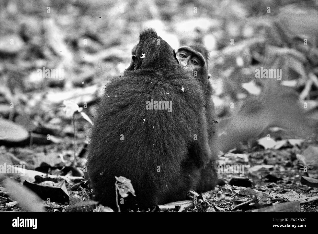 I macachi a cresta nera di Sulawesi (Macaca nigra) vengono fotografati a terra, in quanto si confortano a vicenda dopo aver avuto un contatto fisico durante l'attività sociale nella foresta di Tangkoko, Sulawesi settentrionale, Indonesia. L'International Union for Conservation of Nature (IUCN) conclude che l'aumento delle temperature ha portato, tra l'altro, a cambiamenti ecologici, comportamentali e fisiologici nelle specie animali e nella biodiversità. "Oltre all'aumento dei tassi di malattie e di habitat degradati, il cambiamento climatico sta anche causando cambiamenti nelle specie stesse, che minacciano la loro sopravvivenza", hanno scritto in... Foto Stock