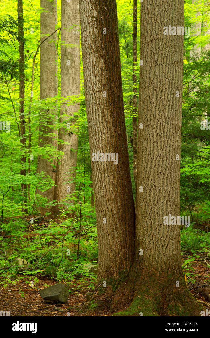 Foresta lungo Red Trail, Southford Falls State Park, Connecticut Foto Stock