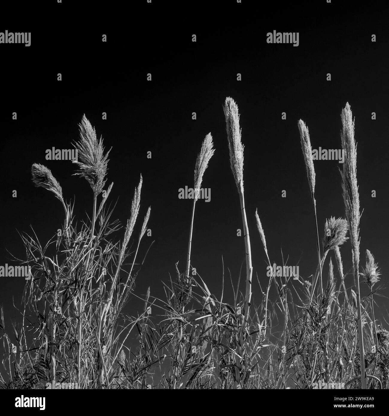 Tall Grass affronta Dark Sky in bianco e nero in Big Bend Foto Stock
