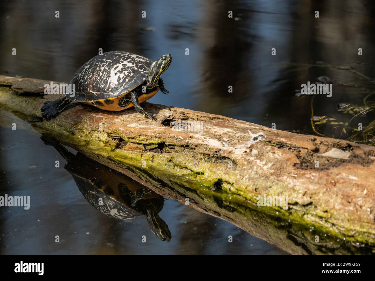 Turtle Sunning se stessa su Log nella palude del Parco Nazionale delle Everglades Foto Stock