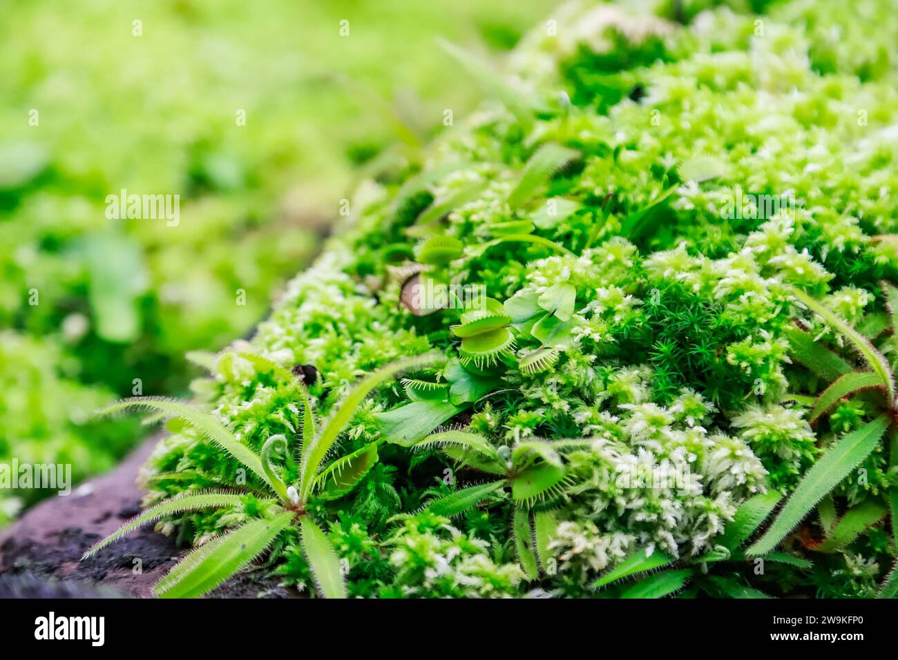 Immagine ravvicinata verde brillante di piante carnivore in natura Foto Stock