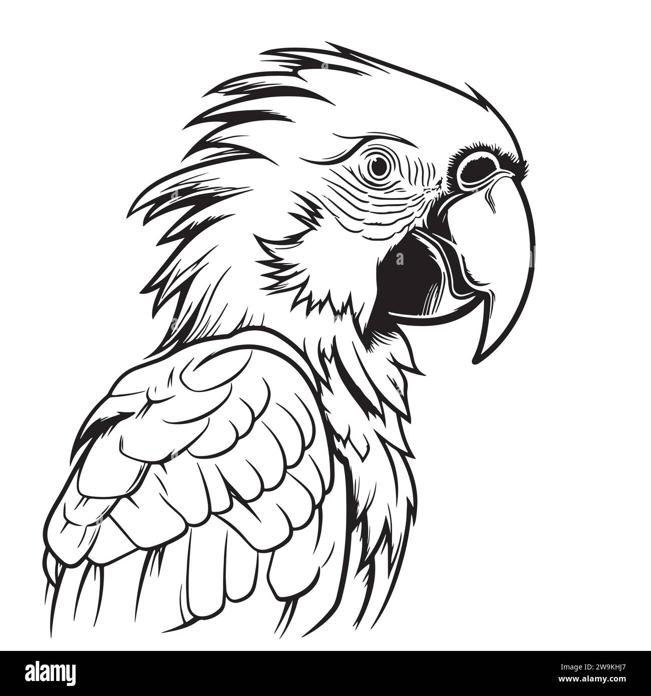Disegno con incisione vettoriale antico raffigurante la testa di pappagallo isolata su sfondo bianco uccelli esotici Illustrazione Vettoriale