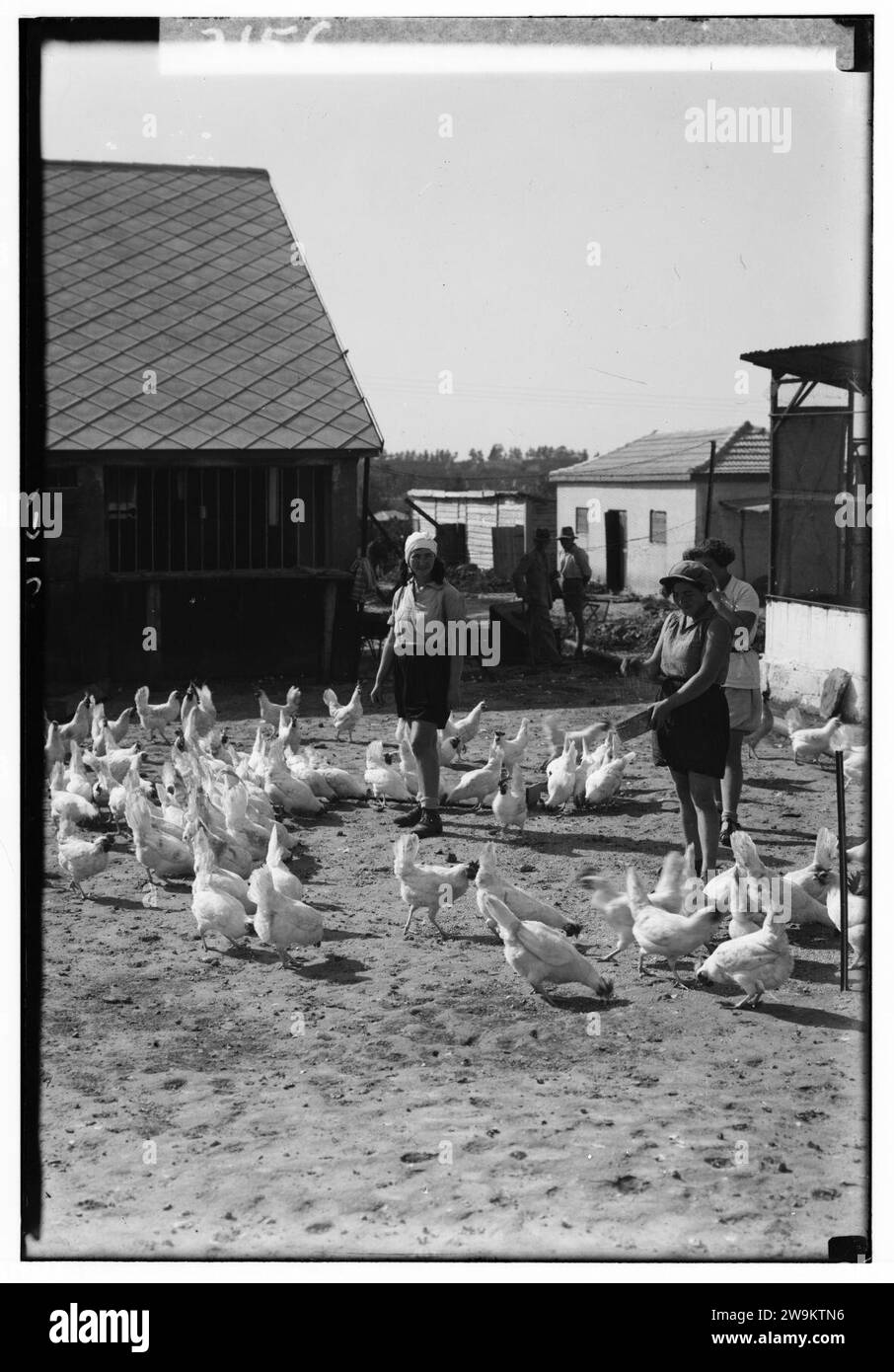 Colonie sionista su Sharon. Borochov. Ragazze' azienda agricola, alimentare pollame Foto Stock