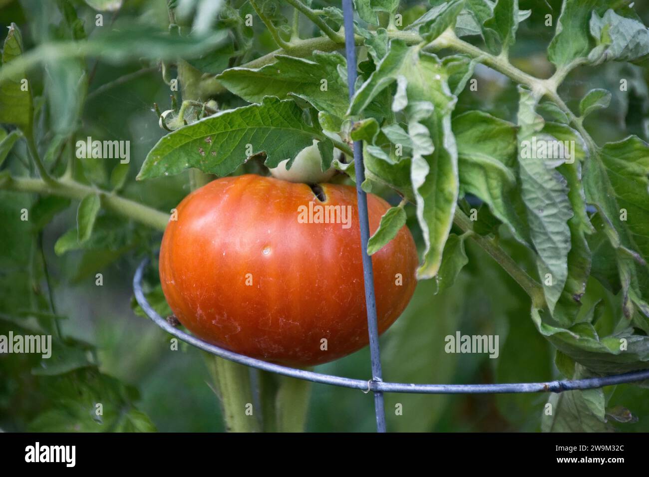 Un primo piano di un grande pomodoro bistecche appeso alla vite Foto Stock