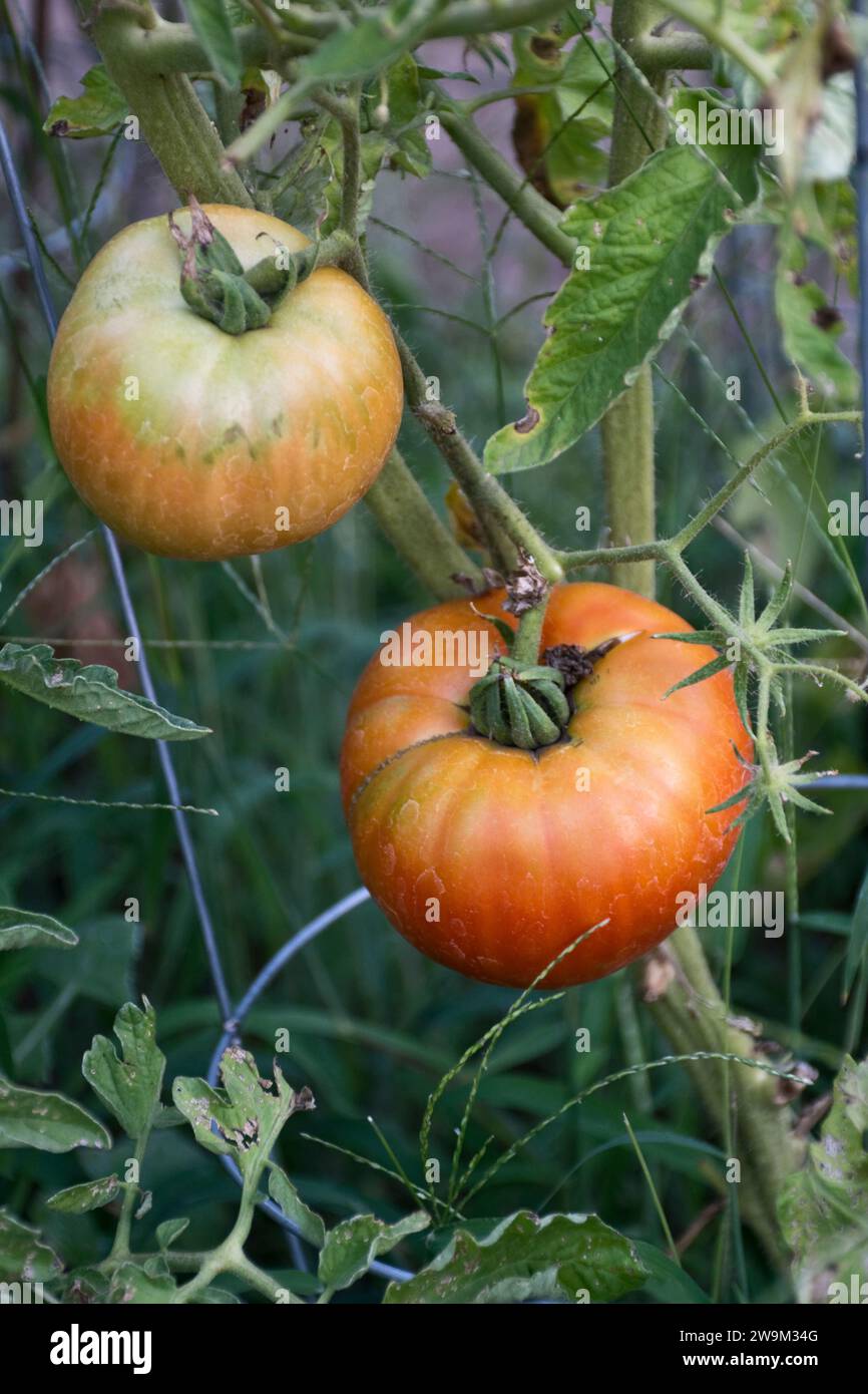 Immagine ravvicinata di grandi pomodori bistecche che crescono in giardino con foglie verdi appese alla vite Foto Stock